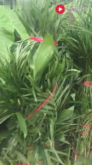 水仙花爆料视频大全最新,揭秘娱乐圈幕后真相 第1张 水仙花爆料视频大全最新,揭秘娱乐圈幕后真相 第1张